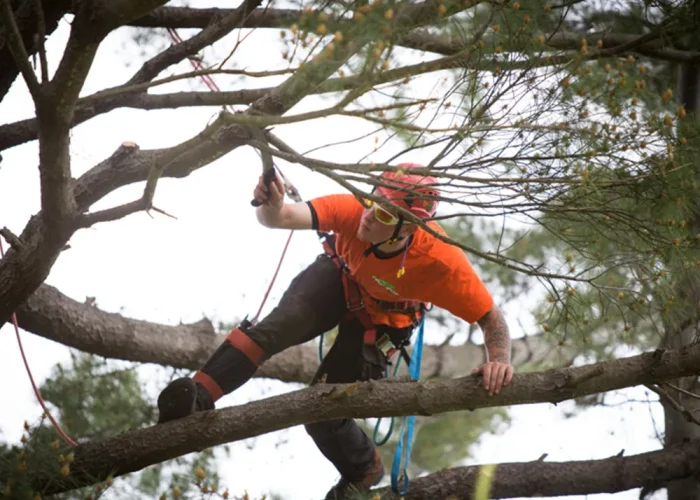 Why Should One Hire a Professional Tree Removal Company in Sutherland Shire?